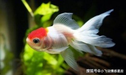 娱乐718吃瓜张金鱼,张金鱼吃瓜背后的故事